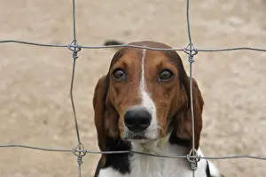 Comt: Scenthound for hunting with hounds on rabbit France