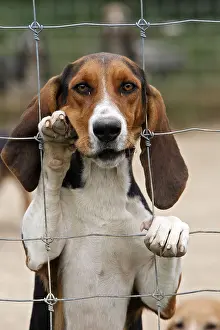 Comt: Scenthound for hunting with hounds on rabbit France