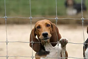 Comt: Scenthound for hunting with hounds on rabbit France