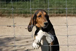 Comt: Scenthound for hunting with hounds on rabbit France