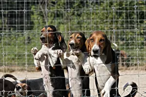 Comt: Scenthounds for hunting with hounds on rabbit France