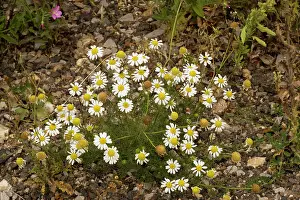 Mayweed: Scentless mayweed