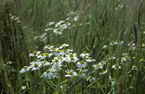 Mayweed: Scentless Mayweed (Matricaria perforata)
