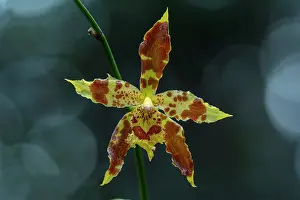 Antioquia: Sceptre Bearing Odontoglossum, orchid, Antioquia, Colombia