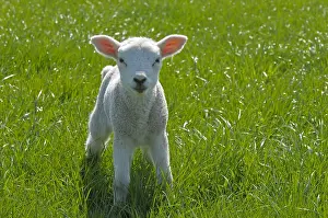 Ruminants: schaap