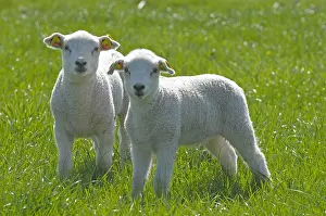 Ruminants: schaap