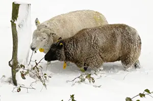 Sneeuw: schaap