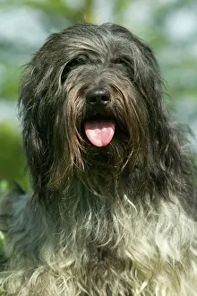 Schapendoes: Schapendoes / Dutch Sheepdog