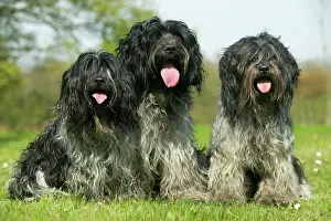 Schapendoes: Schapendoes / Dutch Sheepdog - three sitting in
