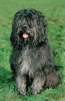 Schapendoes: Schapendoes / Dutch Sheepdog - sitting in grass