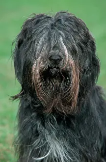 Beards: Schapendoes / Dutch Sheepdog - sitting in grass