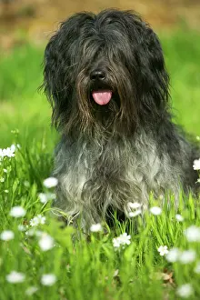 Schapendoes: Schapendoes / Dutch Sheepdog - Sitting in grass