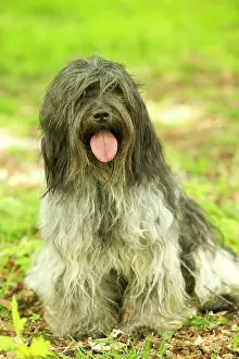 Schapendoes: Schapendoes / Dutch Sheepdog - Sitting in grass