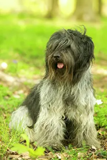 Schapendoes: Schapendoes / Dutch Sheepdog - Sitting in grass