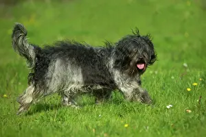 Schapendoes: Schapendoes / Dutch Sheepdog - walking in grass, side view