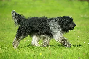 Schapendoes: Schapendoes / Dutch Sheepdog - walking in grass, side view