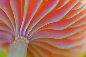 Coccinea: scharlaken wasplaat