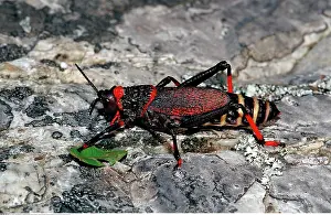 Hidden: Schaumheuschrecke, Dictyophorus spumans