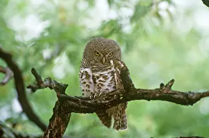 Owlet: Scheffler's Owlet