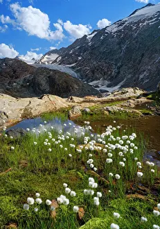 Cotton: Scheuchzers cotton gras or white cotton grass in