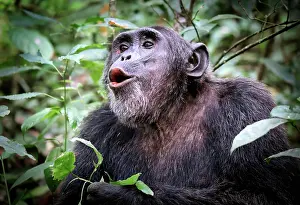 Primeval: Schimpanse (Pan troglodytes) im Kibale-Nationalpark