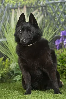 Schipperkes: Schipperke Dog