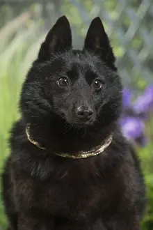 Schipperkes: Schipperke Dog