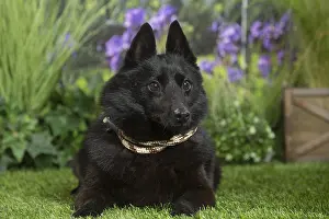 Schipperkes: Schipperke Dog
