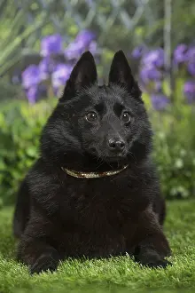 Schipperkes: Schipperke Dog