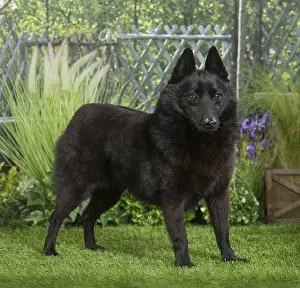 Schipperkes: Schipperke Dog
