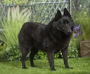 Schipperkes: Schipperke Dog