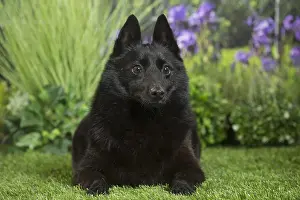 240517: Schipperke Dog