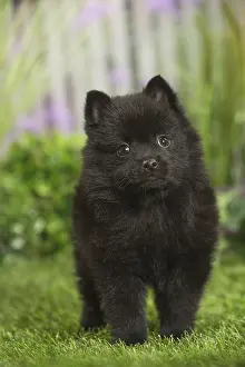 040517: Schipperke Dog puppy