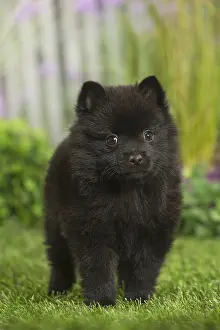 040517: Schipperke Dog puppy
