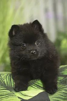 040517: Schipperke Dog puppy