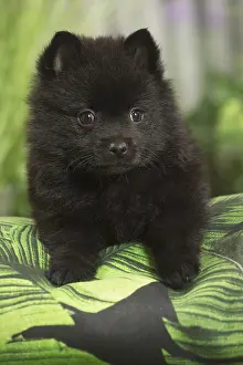 040517: Schipperke Dog puppy