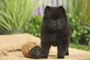 040517: Schipperke Dog puppy