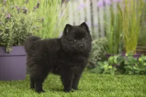 040517: Schipperke Dog puppy