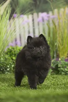 Lifting: Schipperke Dog puppy