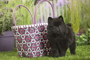 Shopping: Schipperke Dog puppy