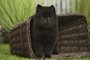 040517: Schipperke Dog puppy with basket