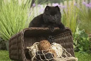 040517: Schipperke Dog puppy with basket