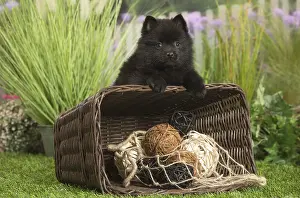 040517: Schipperke Dog puppy with basket