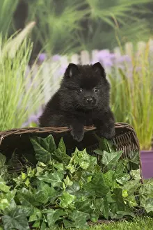 040517: Schipperke Dog puppy with basket