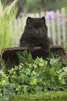 040517: Schipperke Dog puppy with basket