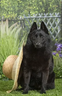 240517: Schipperke Dog with straw hat