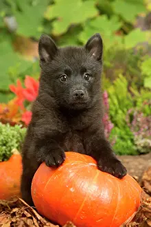 111019: Schipperke puppy outdoors in Autumn
