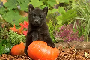 111019: Schipperke puppy outdoors in Autumn