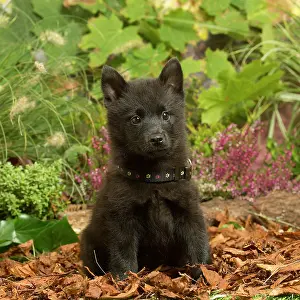 111019: Schipperke puppy outdoors in Autumn