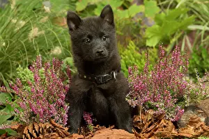 111019: Schipperke puppy outdoors in Autumn